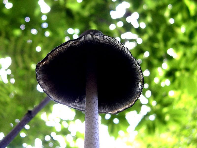 Coprinopsis picacea